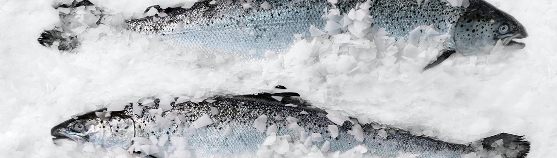 Ensuring Freshness for Every Dish